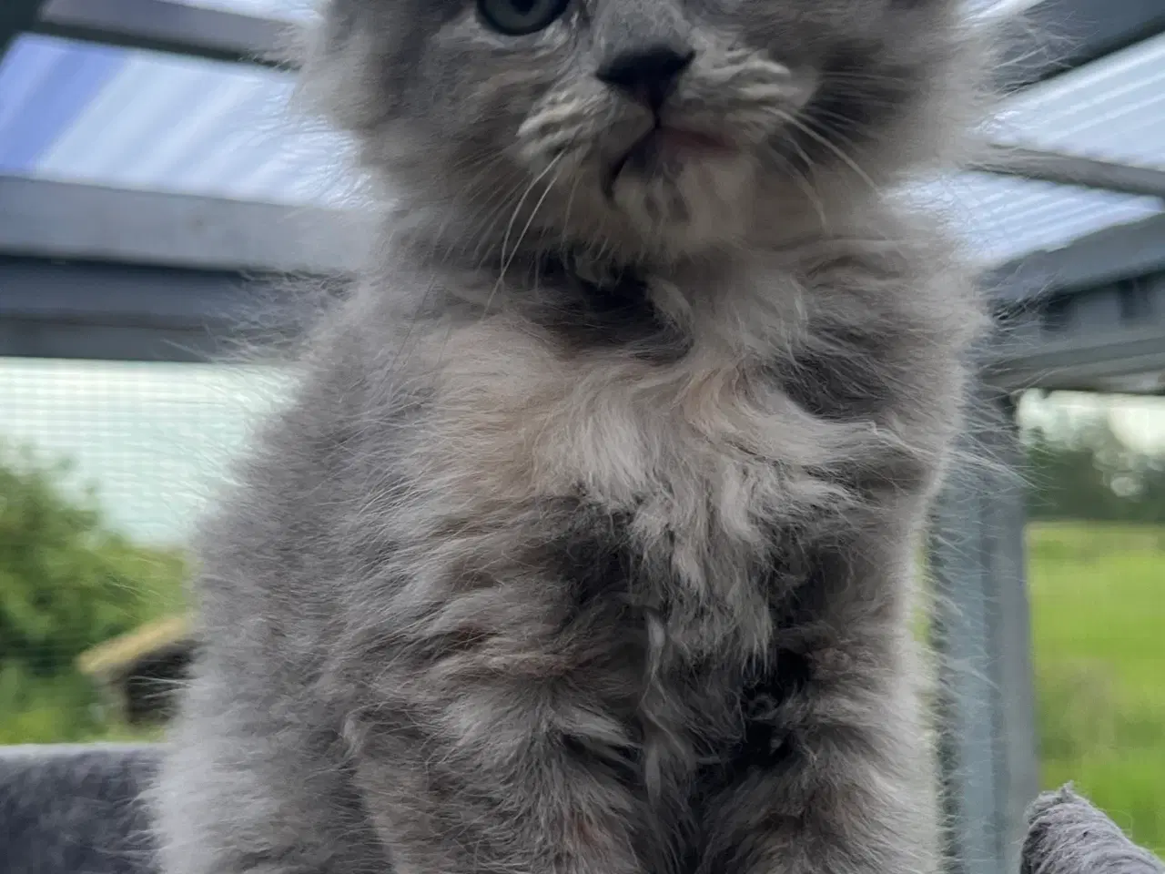 Billede 11 - Vamsede blandingskillinger 