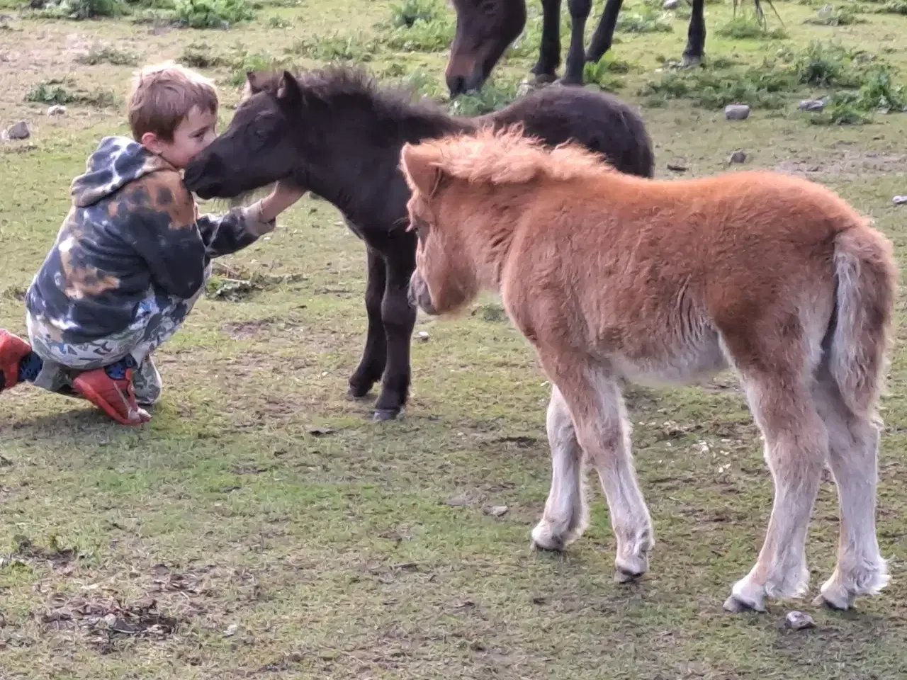 Billede 5 - Shetlandspony 2-års hingsteplage. 