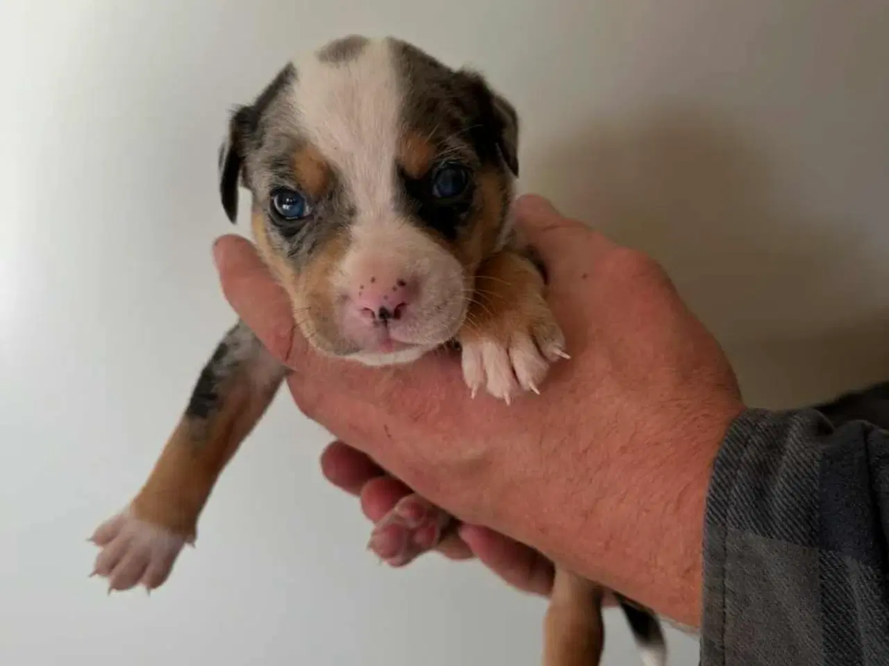 Billede 8 - Bull-Aussie
