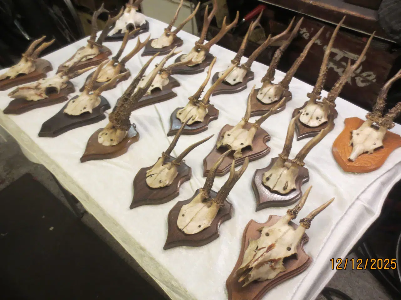 Billede 2 - 20 stk Gevir på Opsats