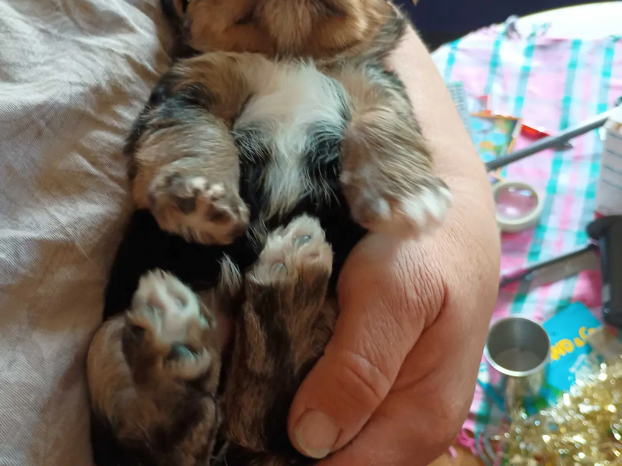 Billede 2 - Yorkshire Terrier hvalpe 