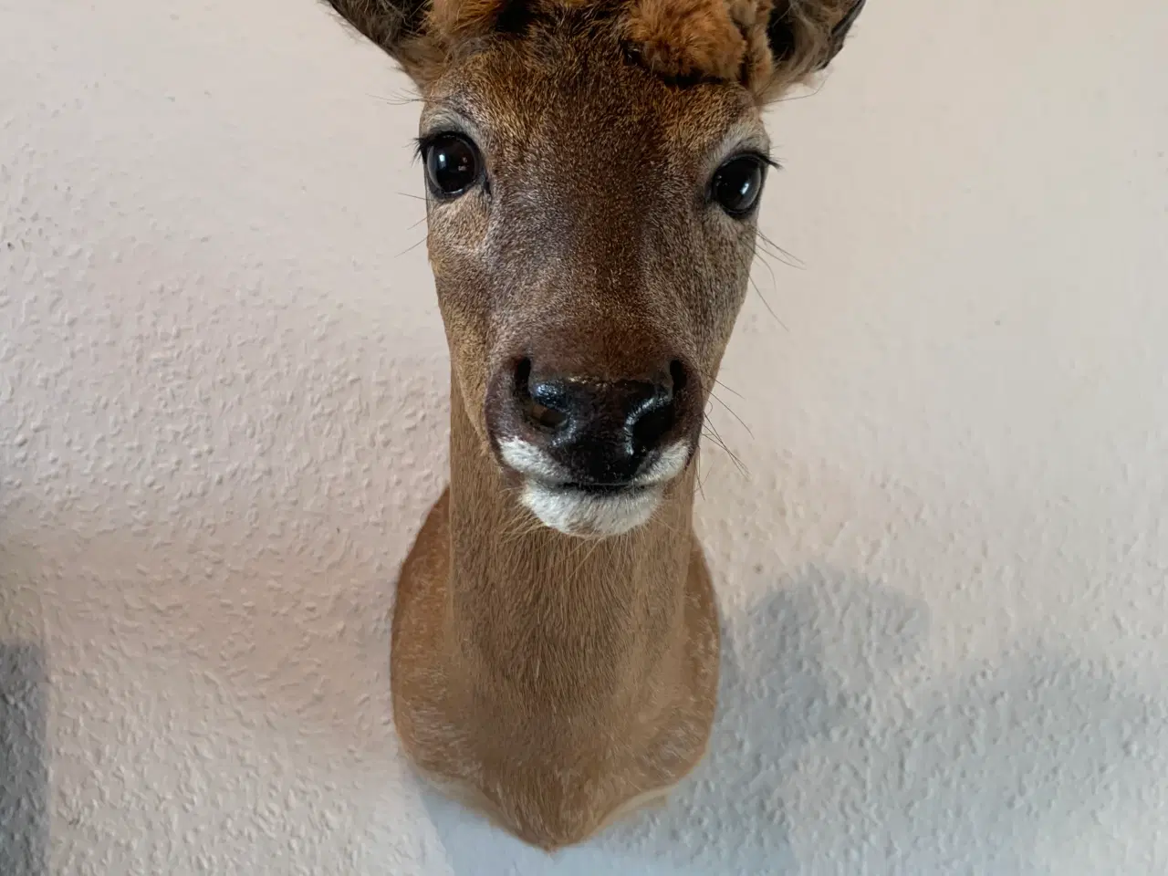 Billede 3 - Parykbuk skuldermonteret