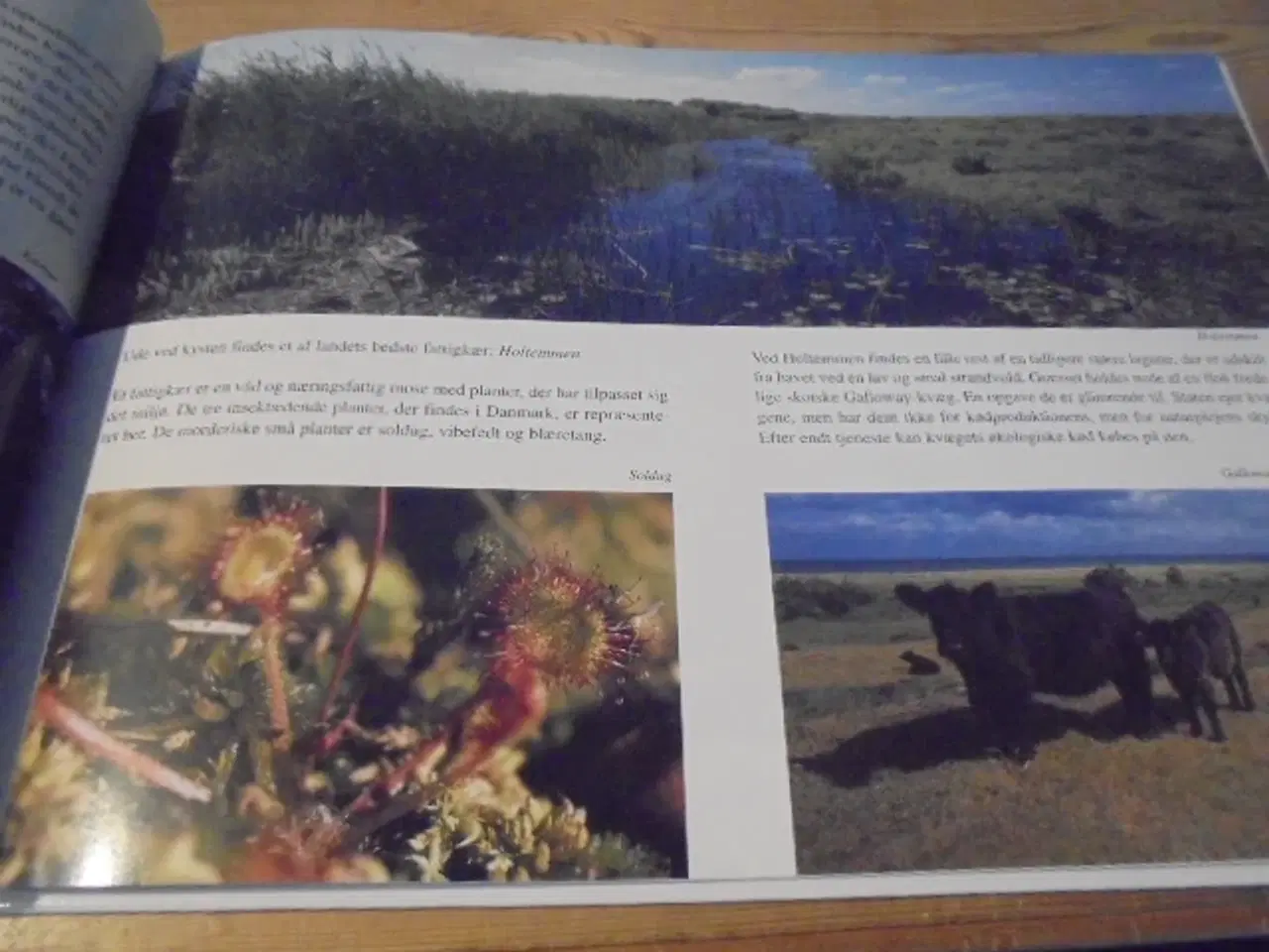 Billede 4 - Mellem klitter og rønner – Læsø’s gaver