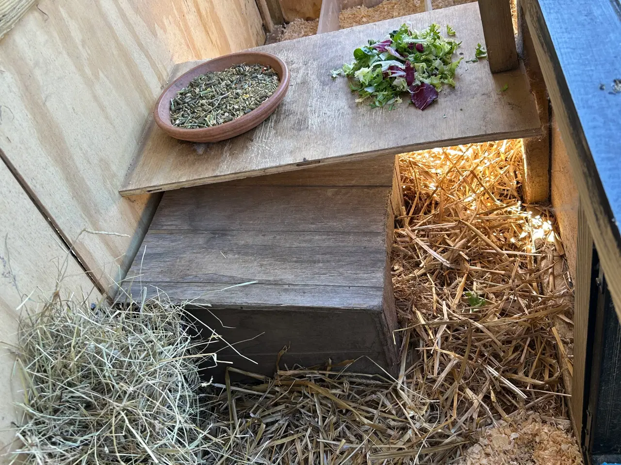 Billede 13 - 2 søde mini lop kaniner (søstre)