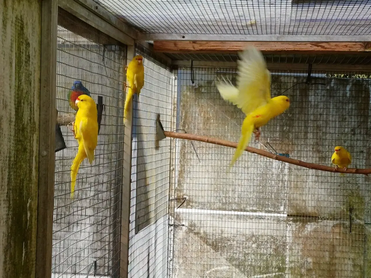 Billede 1 - Gul springparakit.