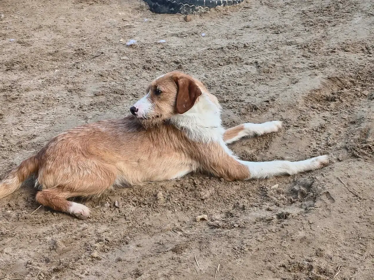 Billede 4 - Skønne Cairo søger sit eget hjem