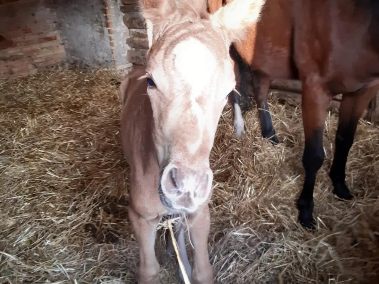 Billede 1 - Palomino hoppeføl Dansk Sportspony