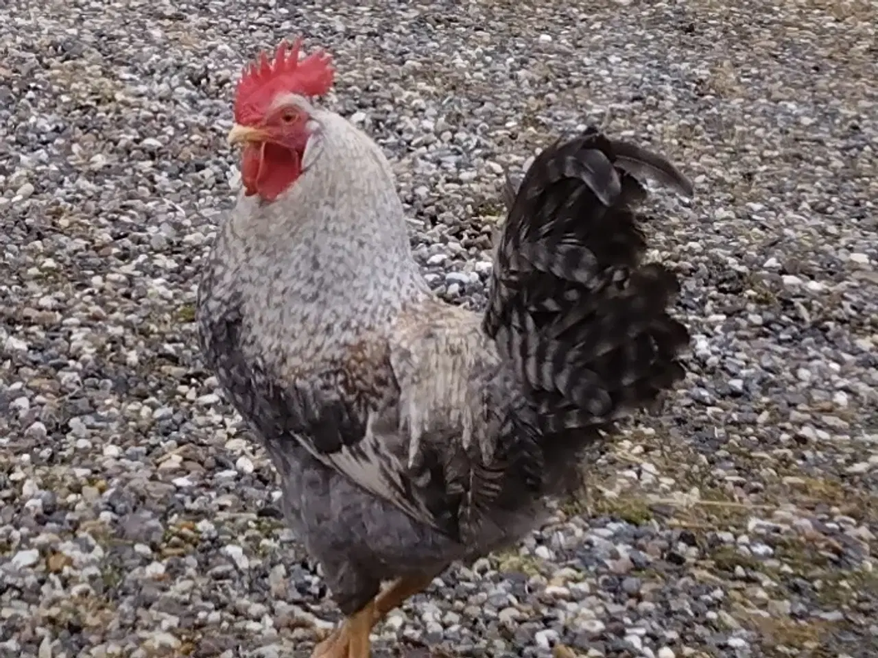 Billede 1 - Creme Legbar Hane