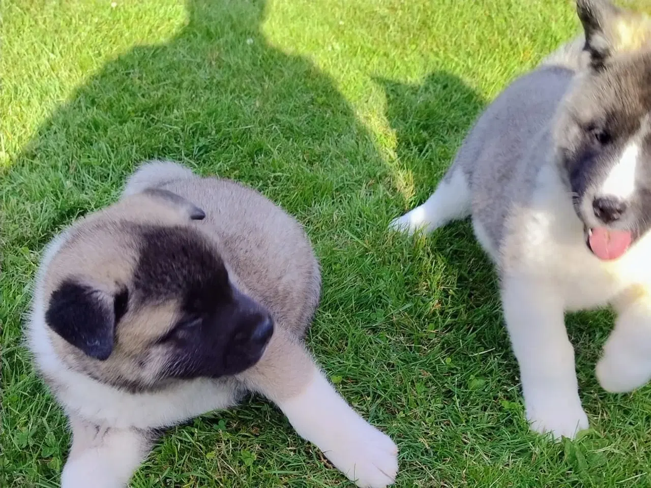 Billede 6 - Hundehvalpe Akita American 