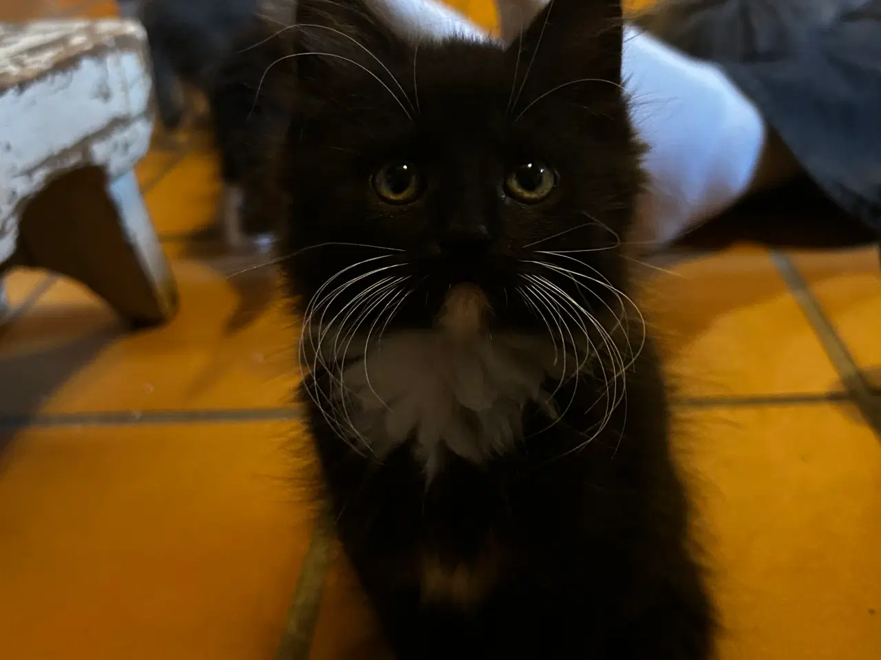 Billede 2 - Frida søger kærligt hjem 
