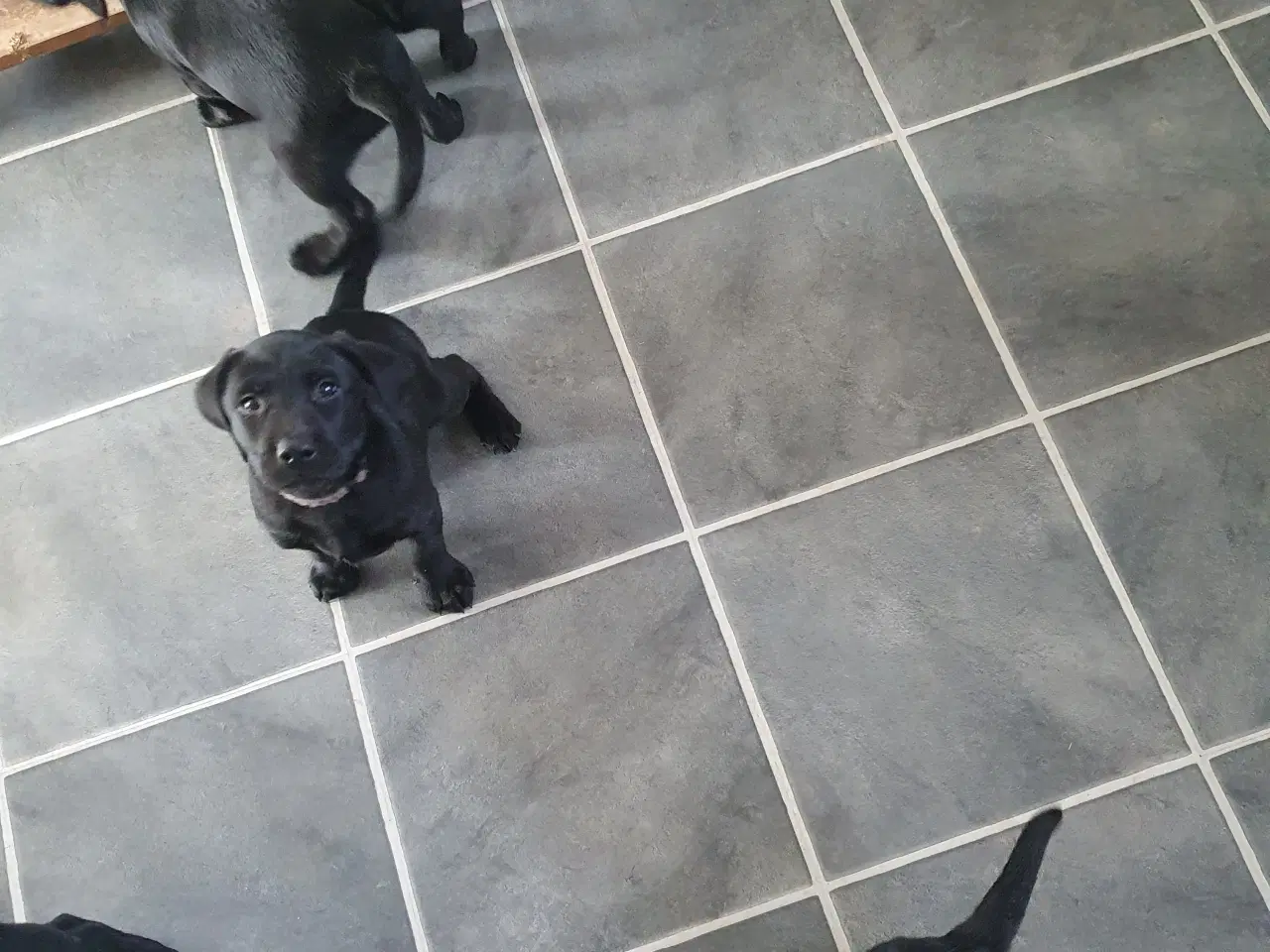 Billede 1 - 2 skønne labradorhvalpe klar til nye oplevelser