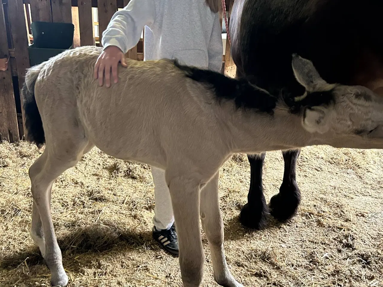 Billede 4 - 🌟 buckskin-hoppeplag søger nyt hjem 🌟