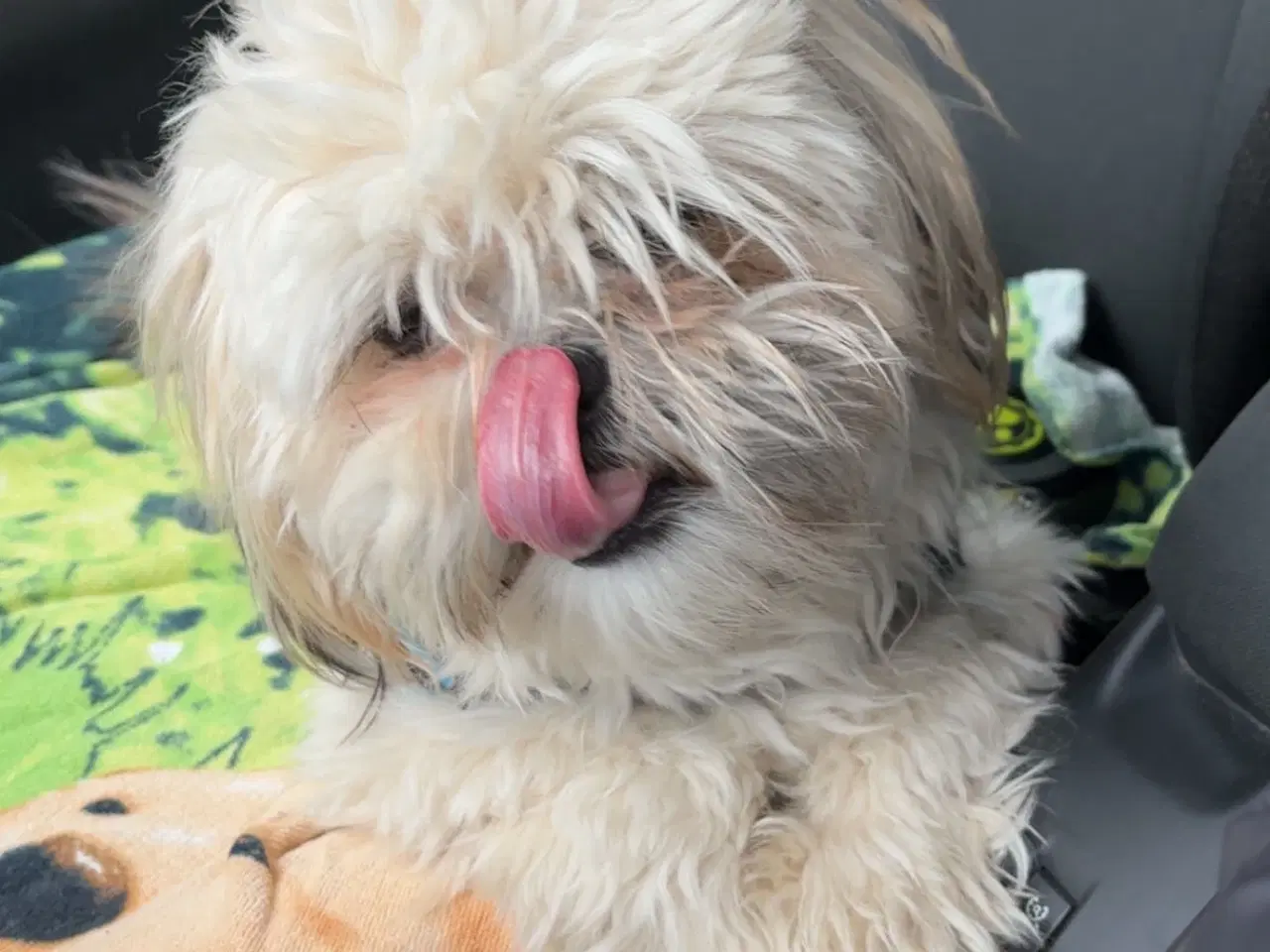 Billede 2 - Blandnings hund 