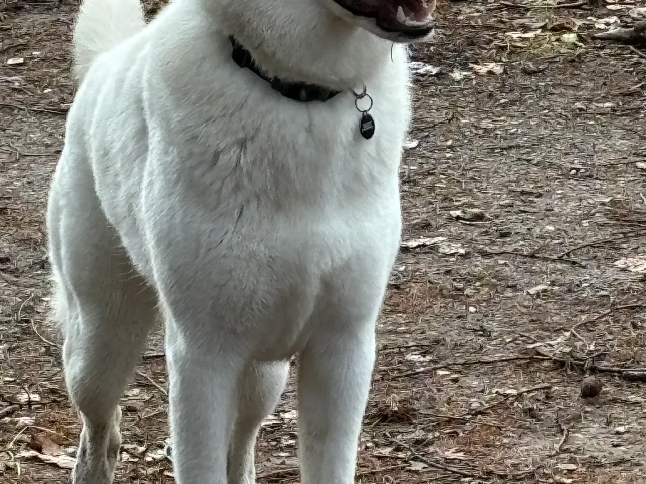 Billede 8 -  schweizisk hyrdehund 2,5 år 