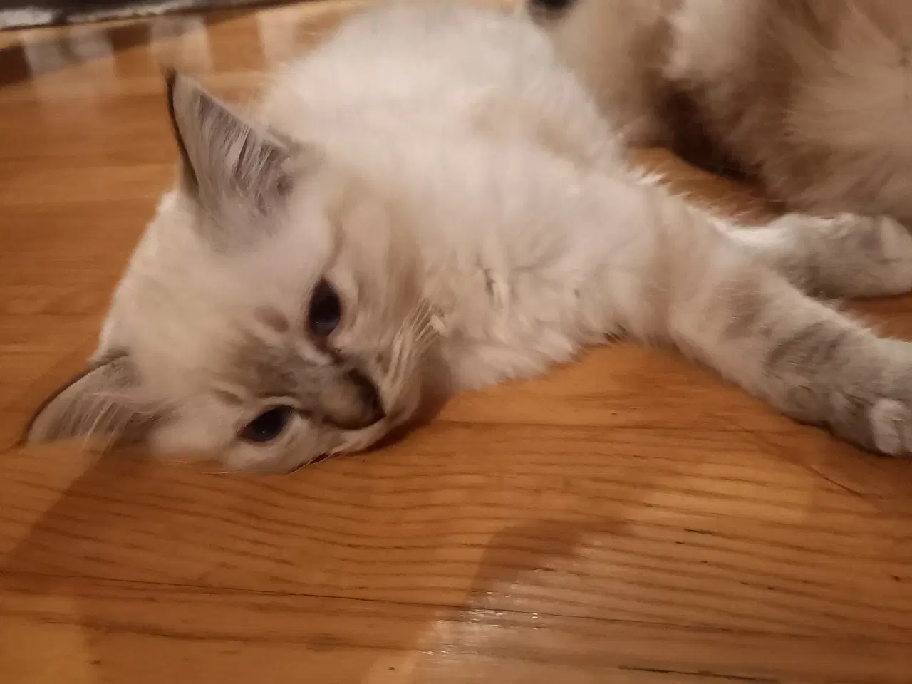 Billede 7 - Hellig Birma Killinger 