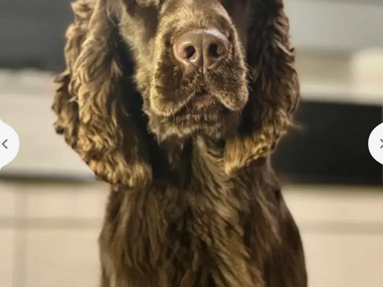 Billede 13 - Hvalpe på vej 