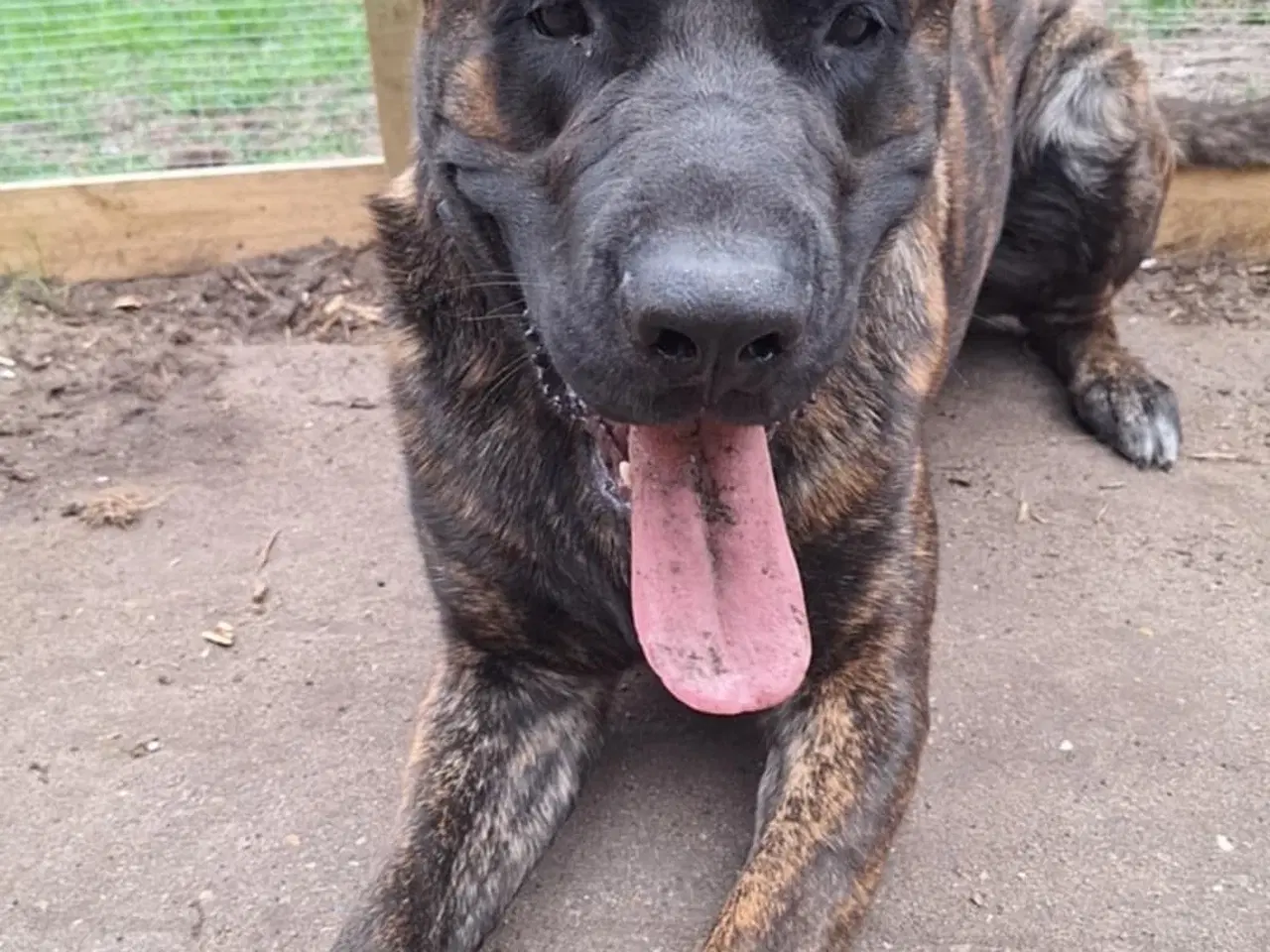 Billede 2 - Cane Corso / schæfer