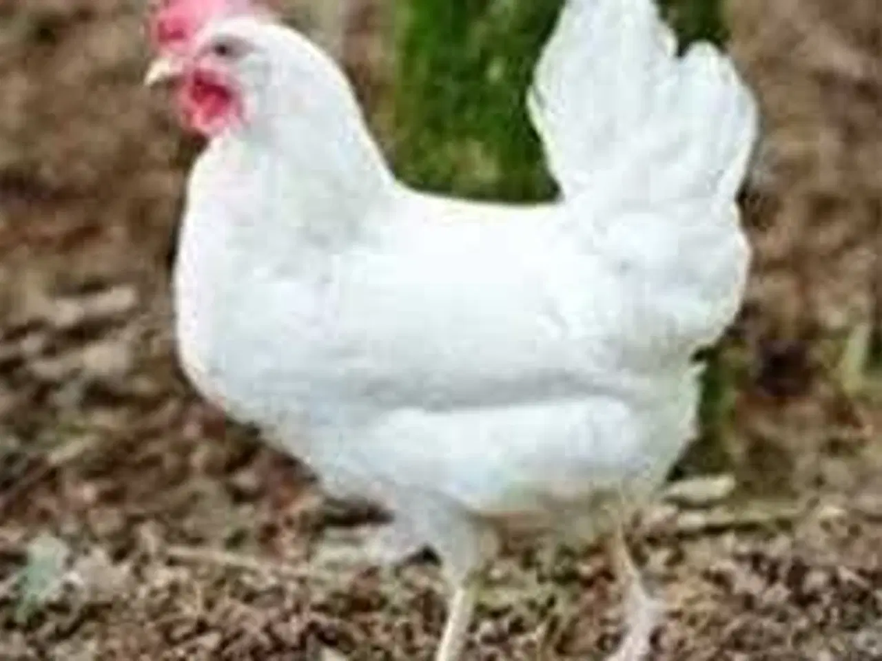 Billede 1 - Hvide italienere