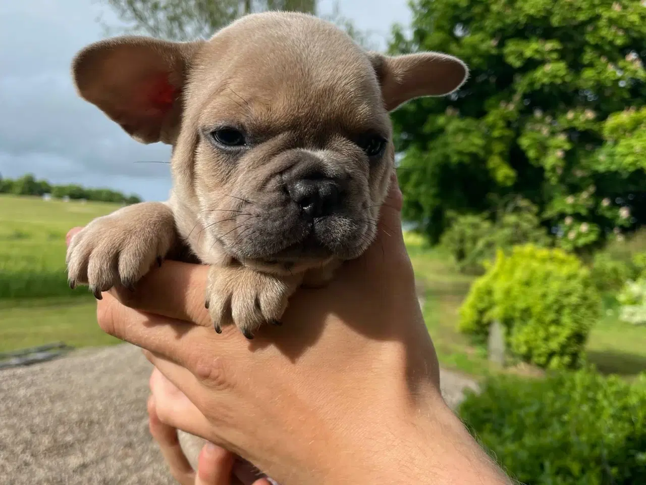 Billede 13 - Franske bulldog hvalpe