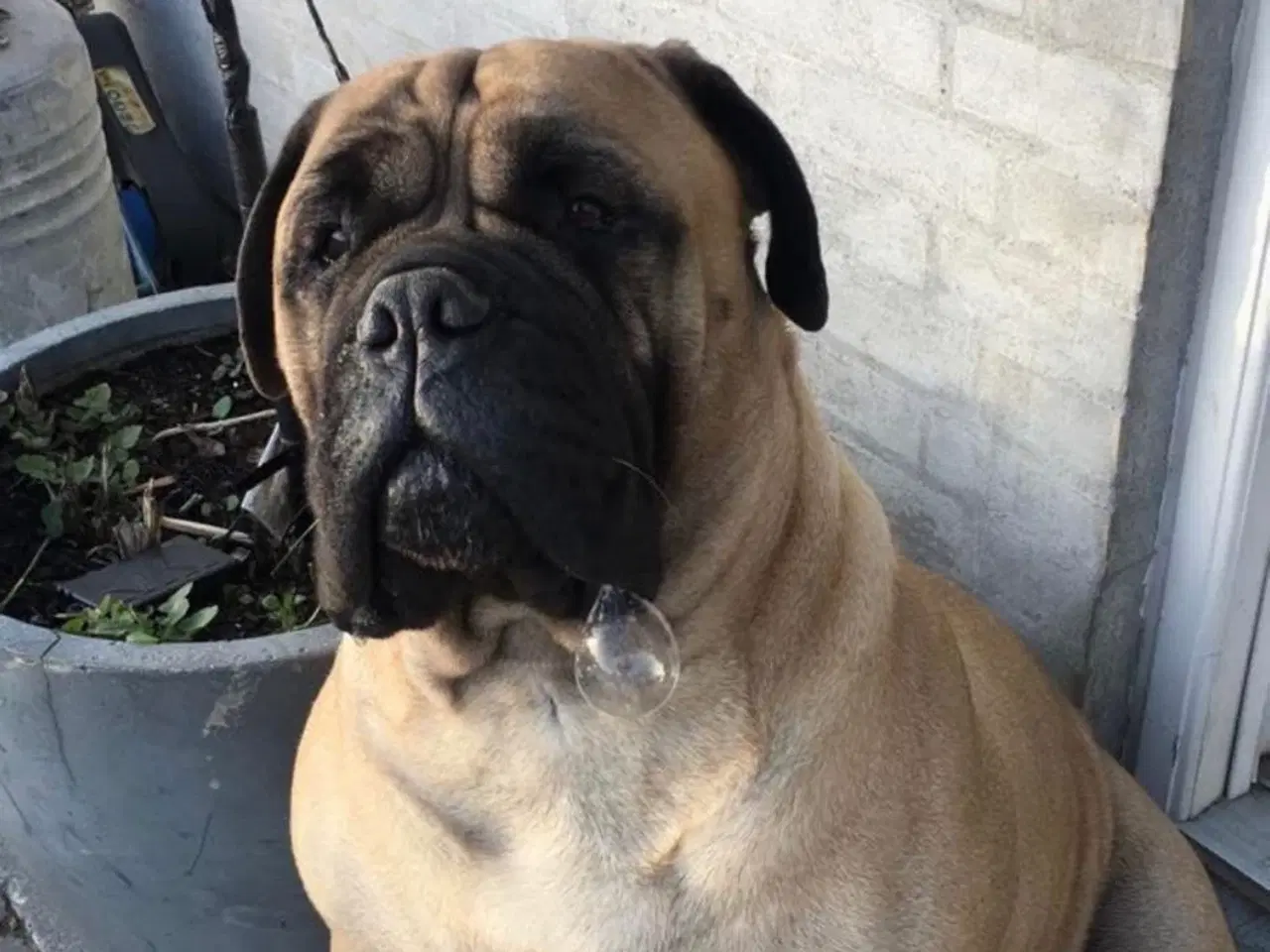 Billede 9 - Bullmastiff hvalpe 
