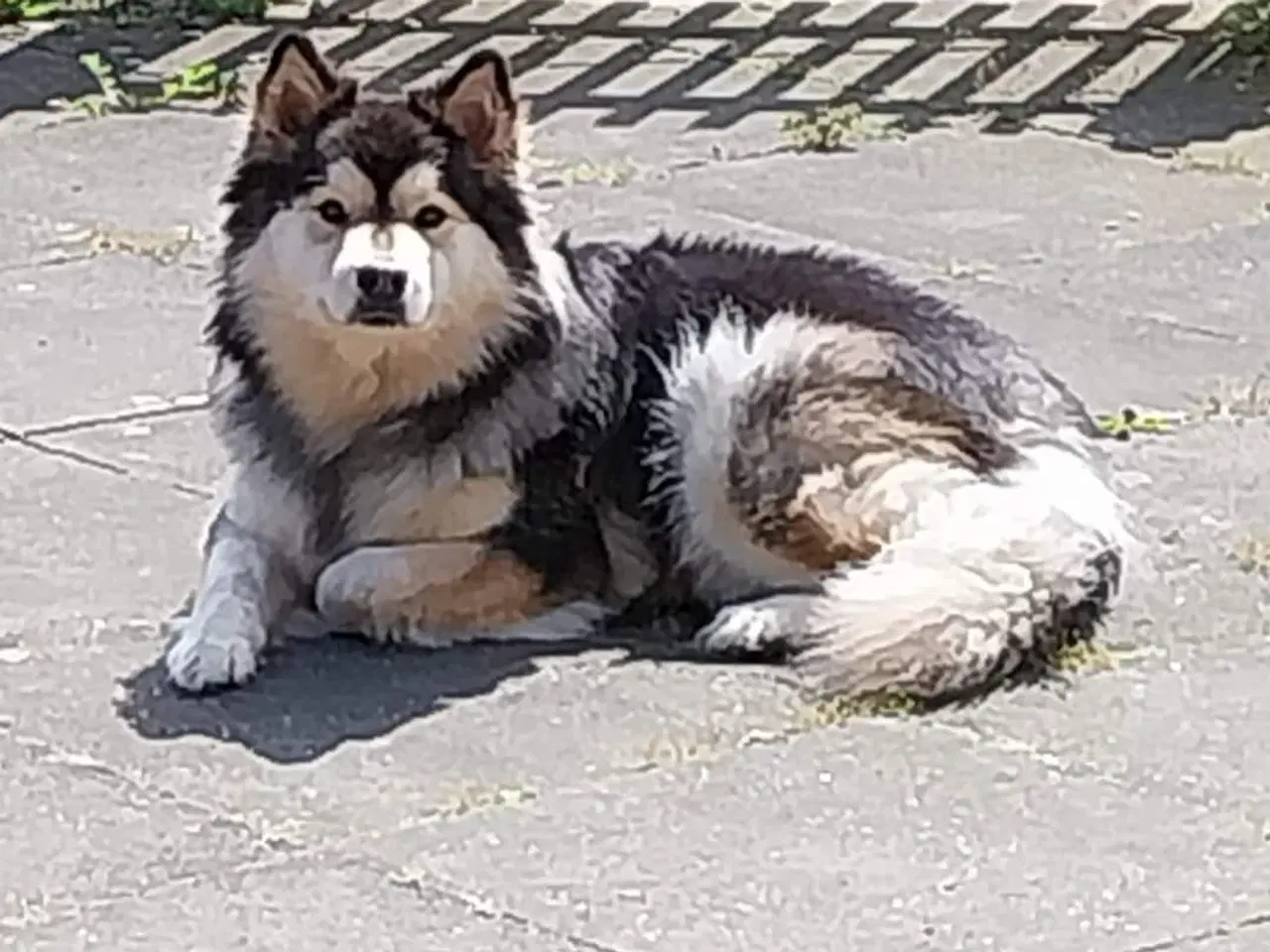 Billede 1 - Finsk lapphund 