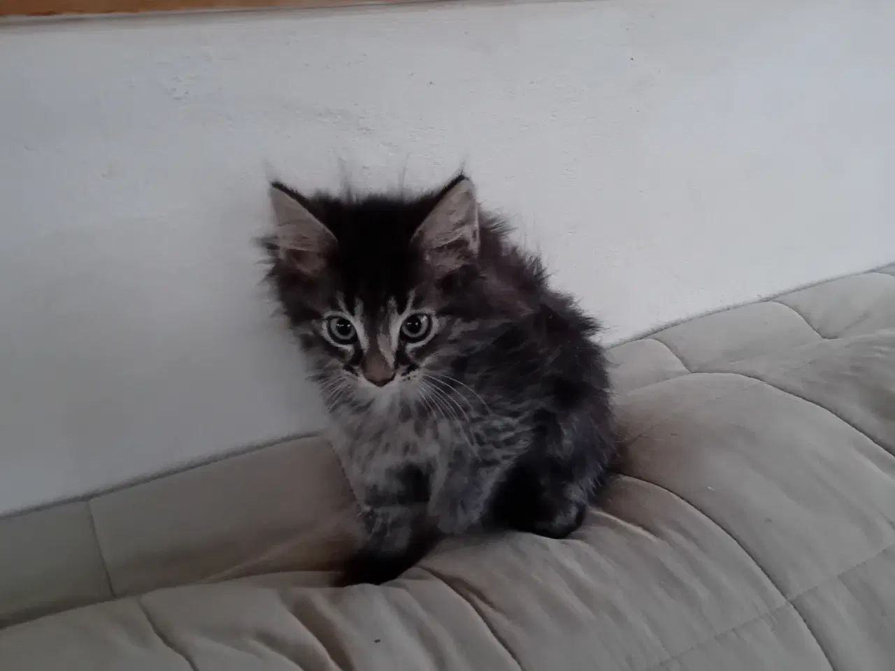 Billede 5 - Maincoon/Norsk skovkat