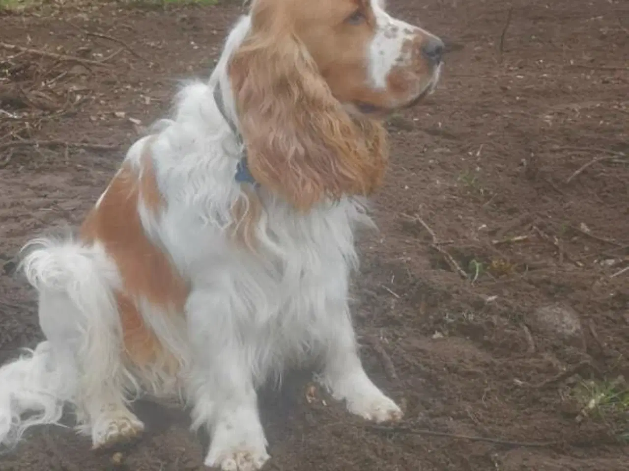 Billede 2 - Engelsk Cocker spaniel 