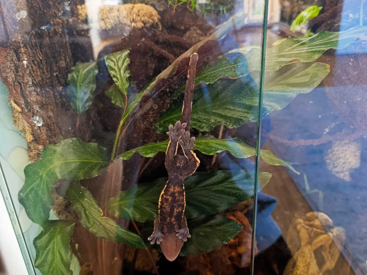 Billede 5 - terrarium komplet med en sund og rolig kronegekko.