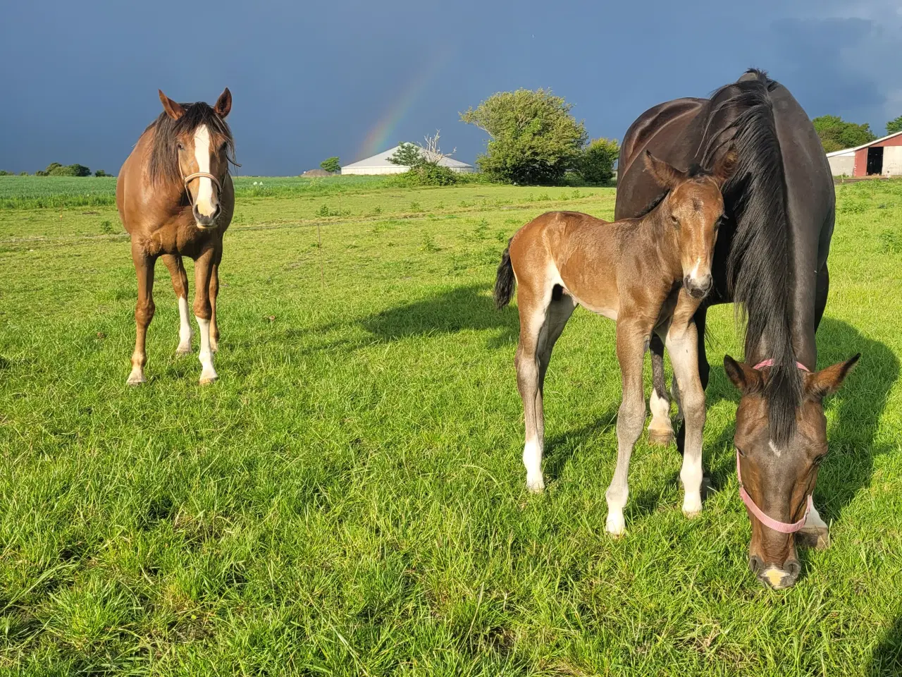 Billede 5 - Oldenborg krydsning s hingst 