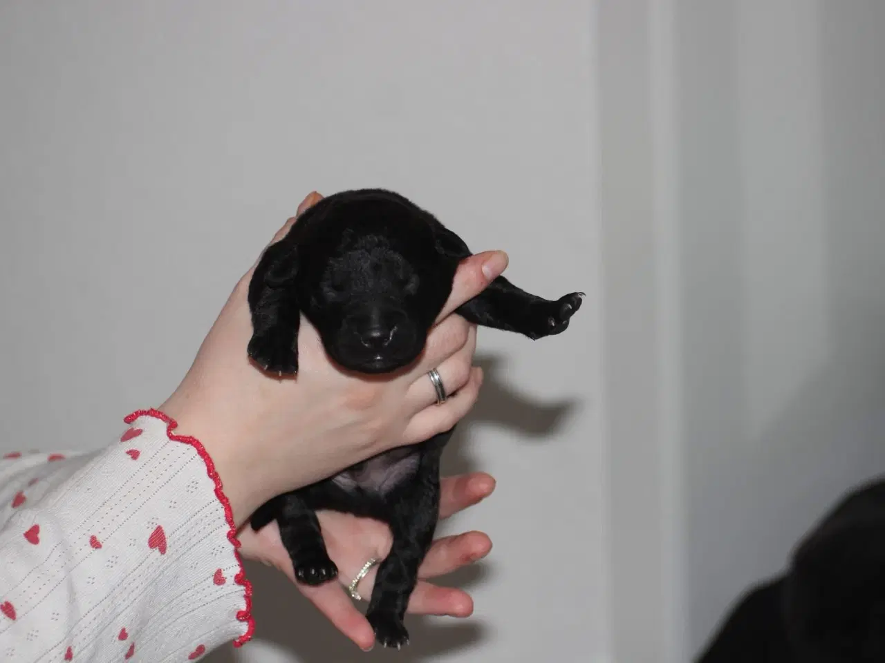 Billede 5 - Labrador/retriver/staffordshire bullterrier hvalpe