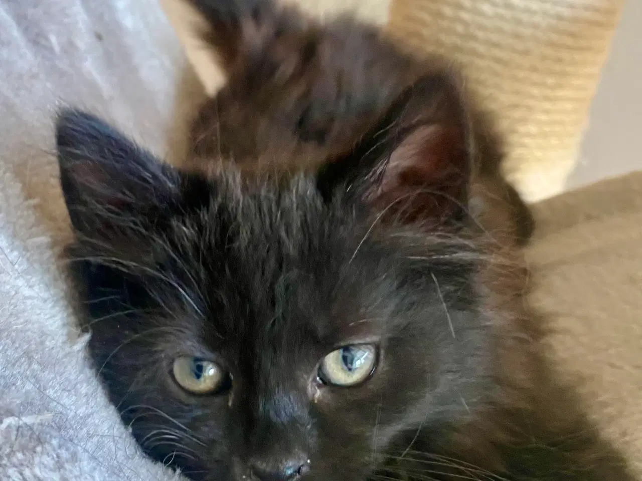 Billede 11 - Maine Coon Perser killinger