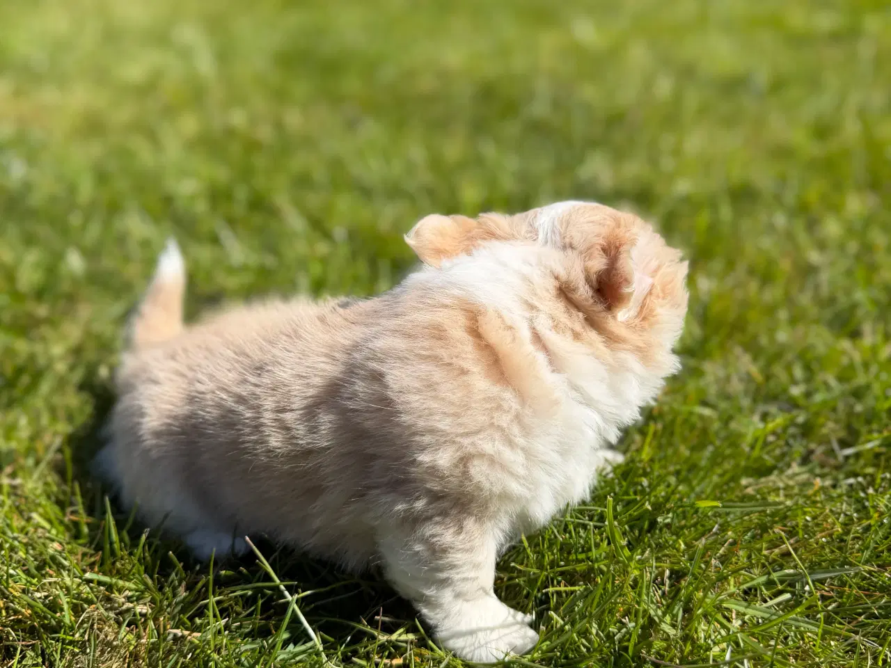 Billede 4 - Chihuahua tæve biege favn flytteklar