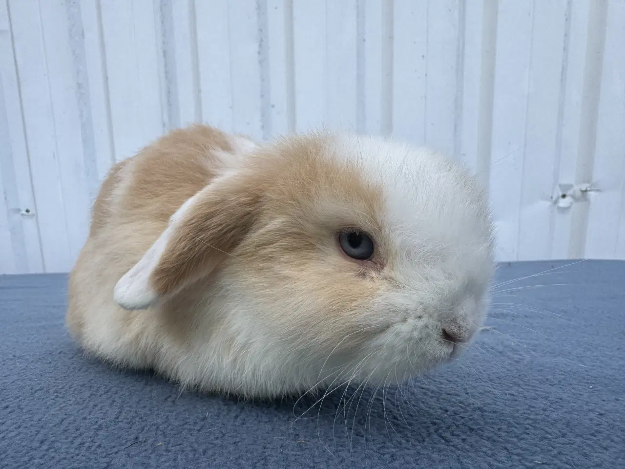 Billede 6 - Mini lop hankanin