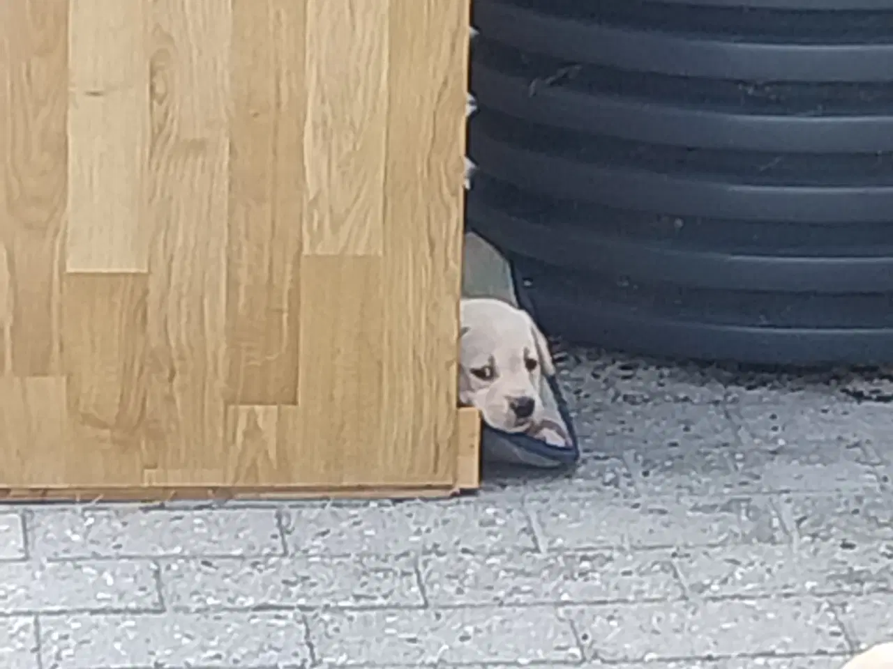 Billede 6 - Gule Labrador hvalpe.