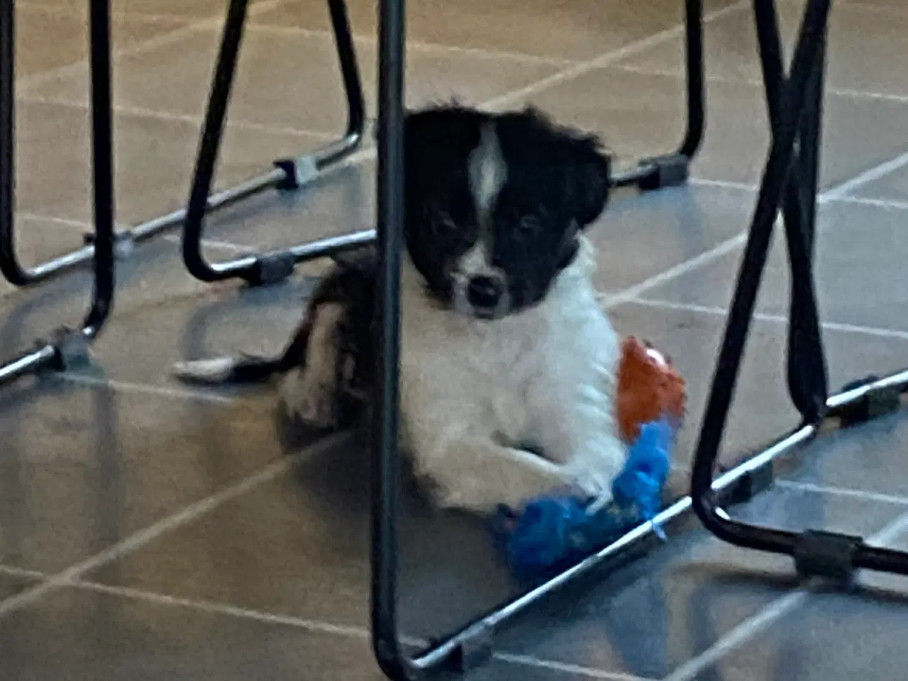 Billede 8 - Border collie / Coton de Tulear