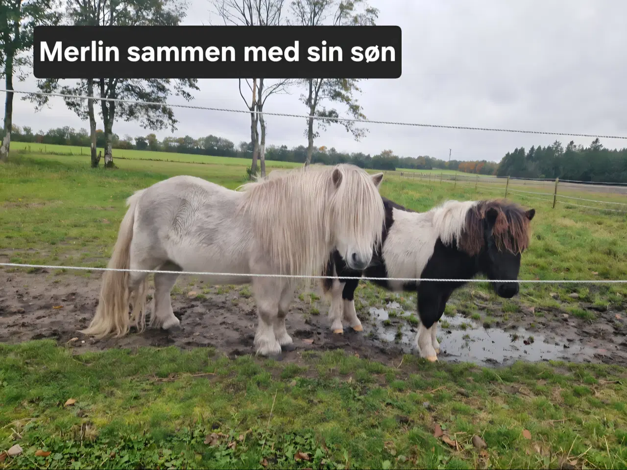 Billede 6 - Shetlænder hingst
