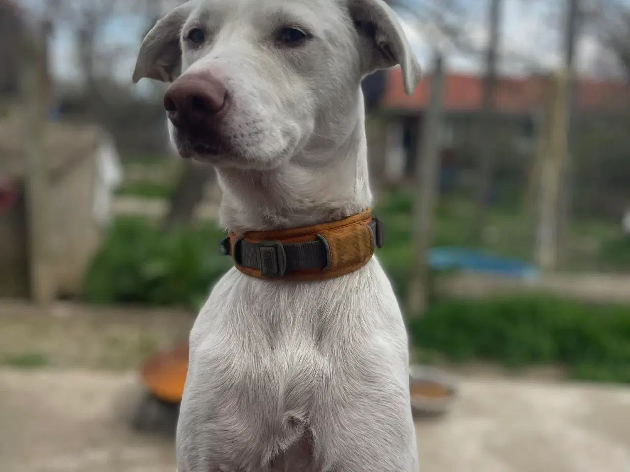 Billede 4 - Smukkeste Snoopy søger sit helt eget hjem