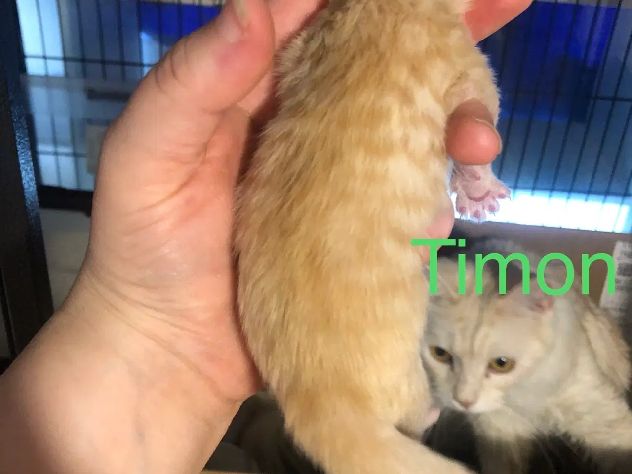 Billede 2 - Maine coon killinger unden travle 