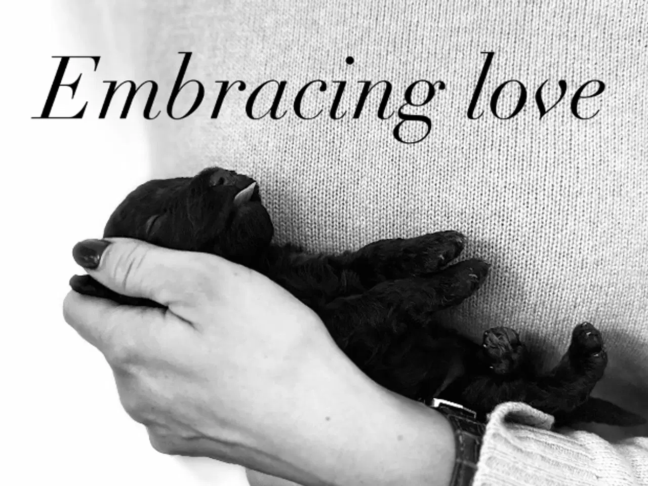 Billede 9 - Toy/dværg pudler fra avlsgodkendte forældre.