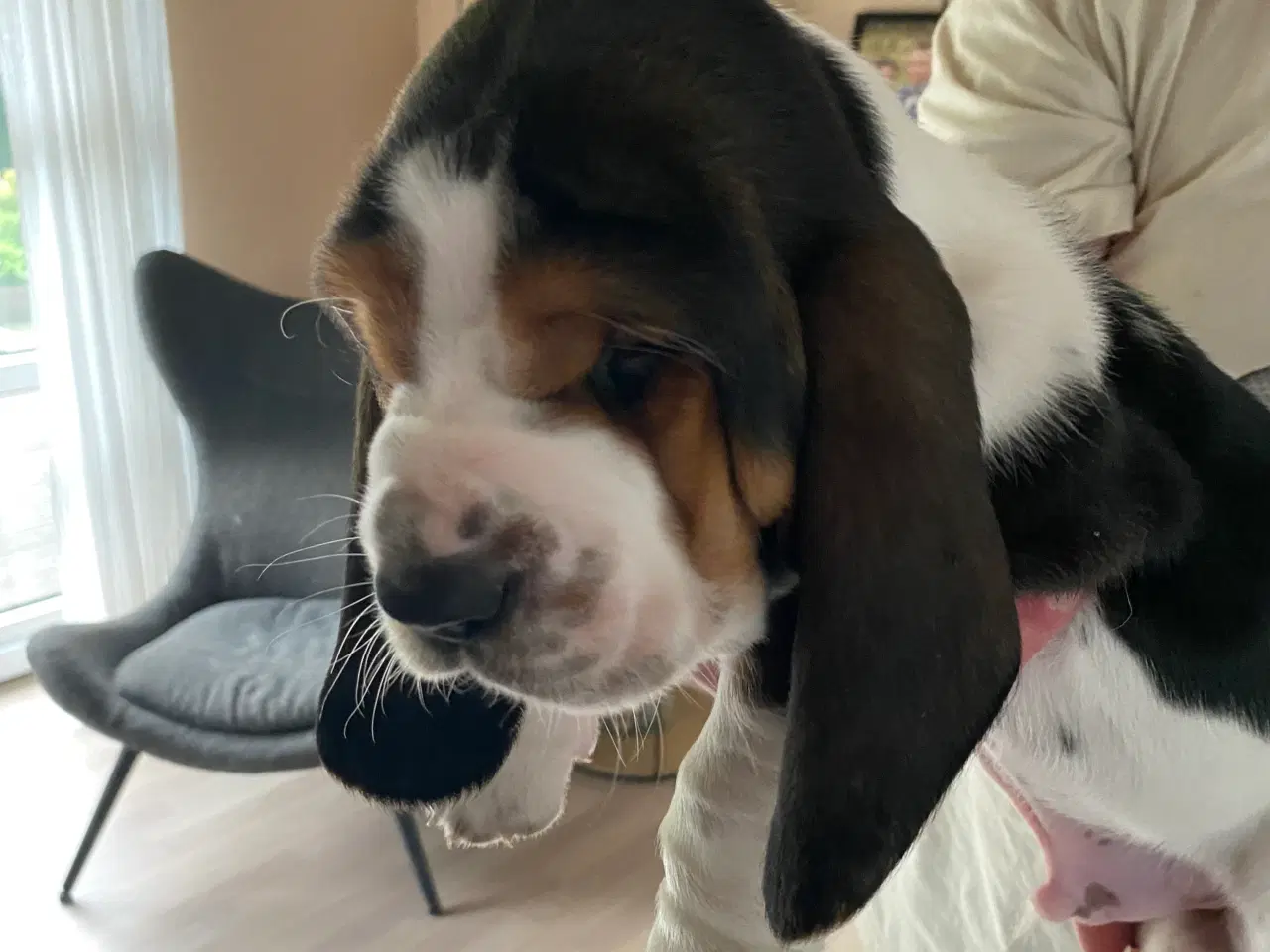 Billede 3 - Basset Hound hvalpe