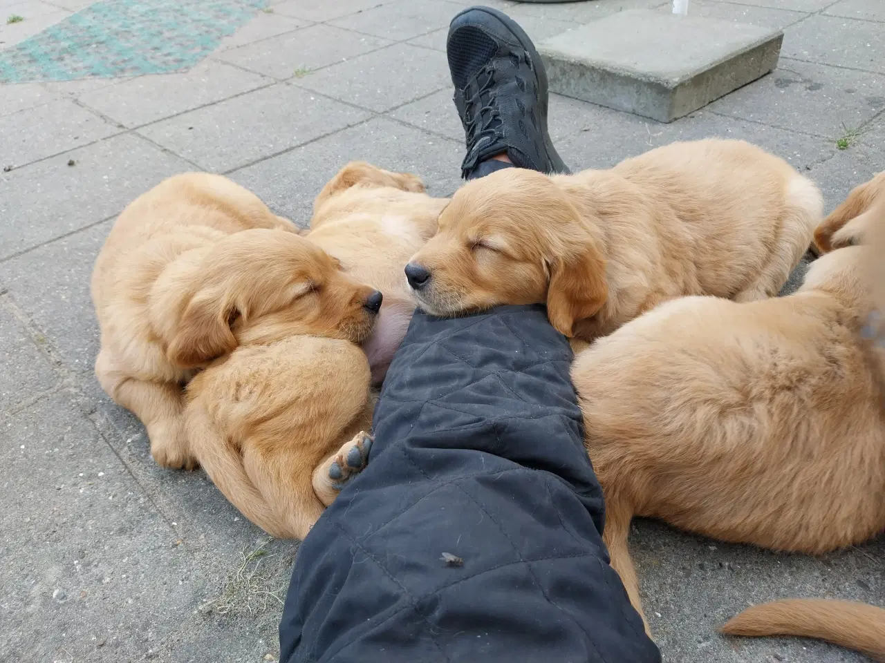 Billede 10 - Golden retriver hvalpe familie og jagthunde 