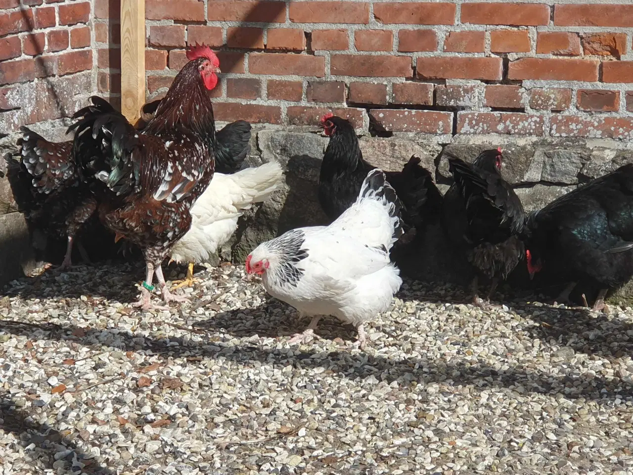 Billede 1 - Havehøns