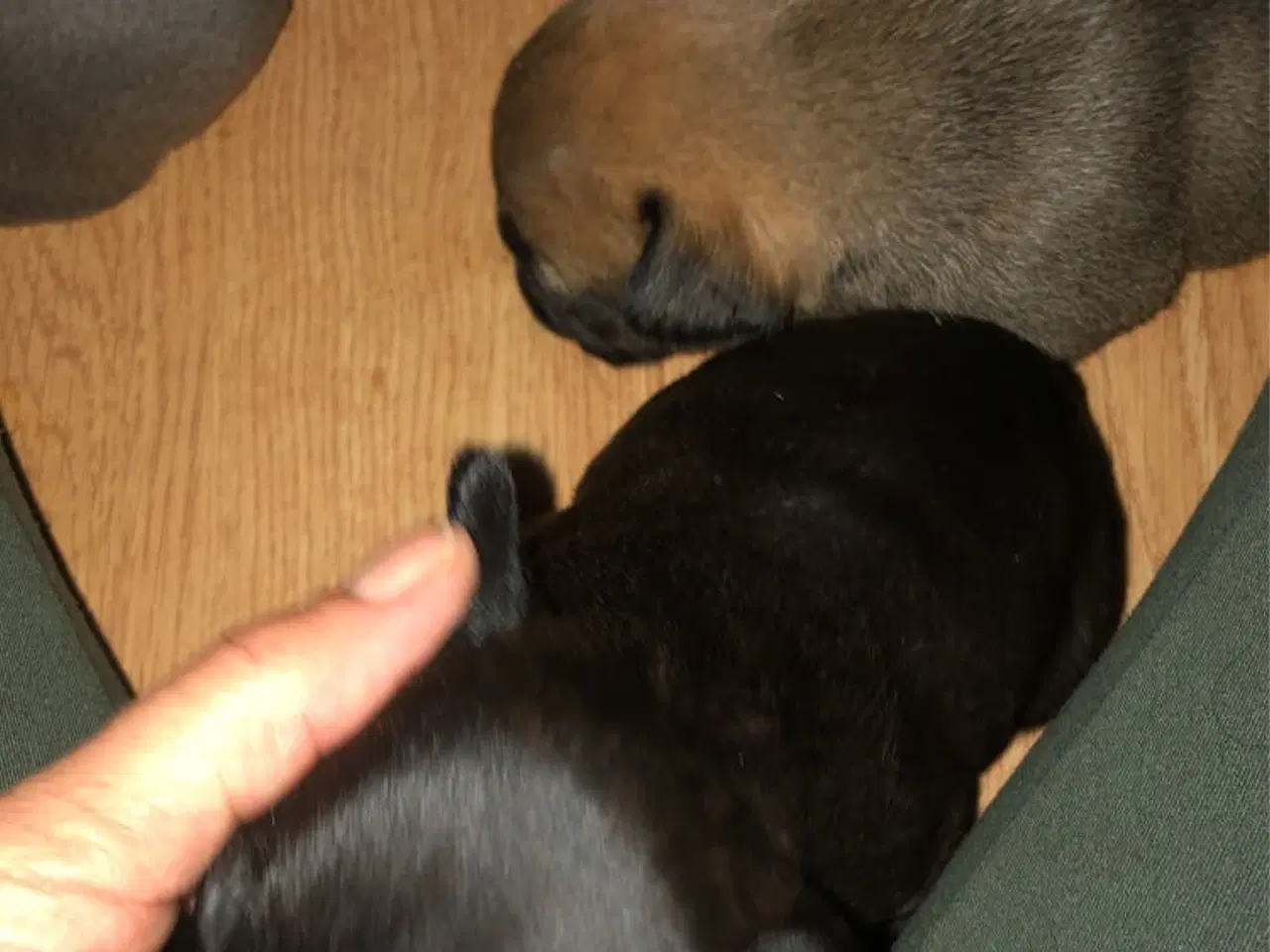 Billede 7 - Fransk bulldog hvalpe kun 1 tilbage