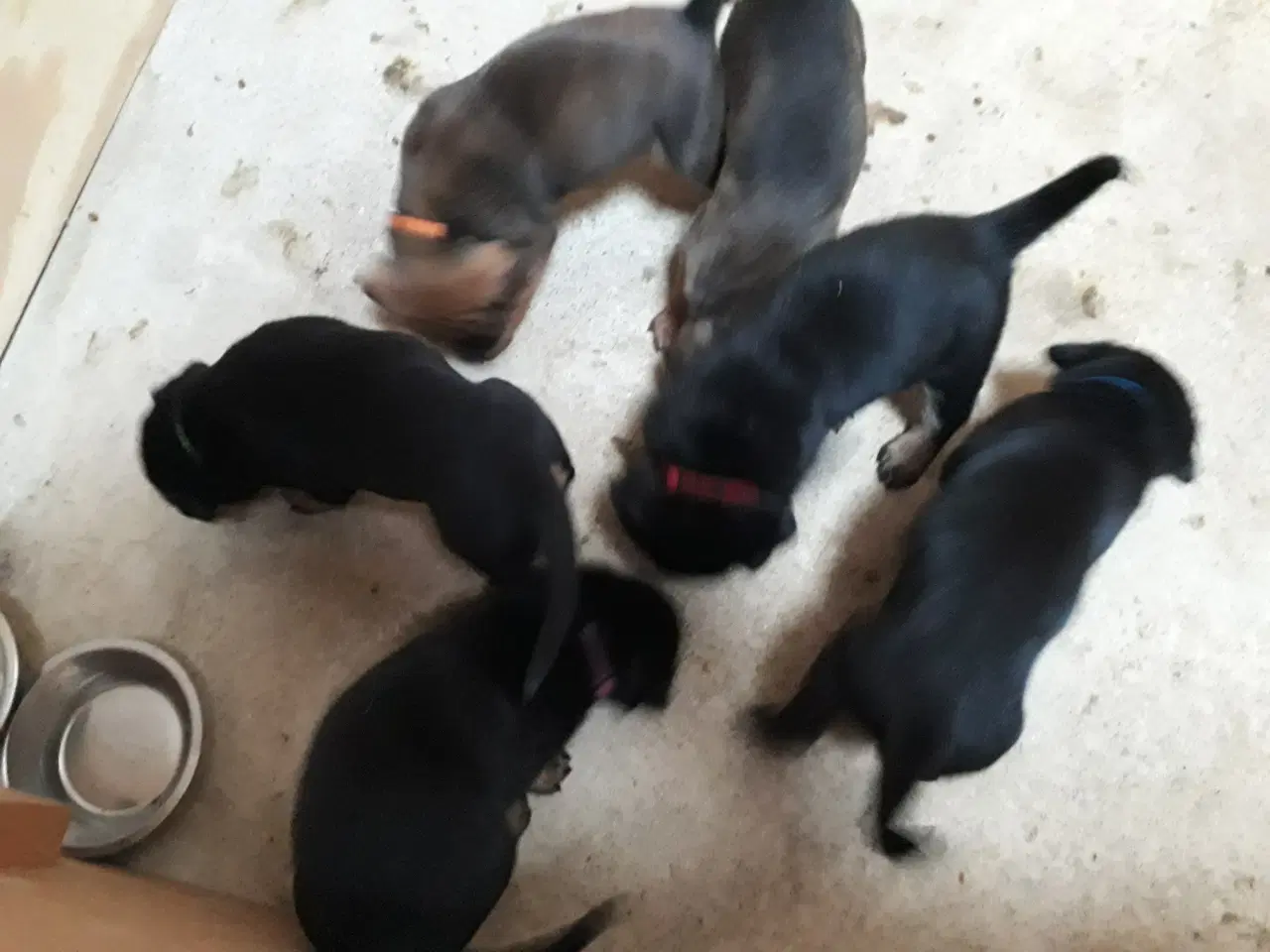 Billede 2 - Hvalpe. Søger ny hjem. Cane Corso / Rottweiler