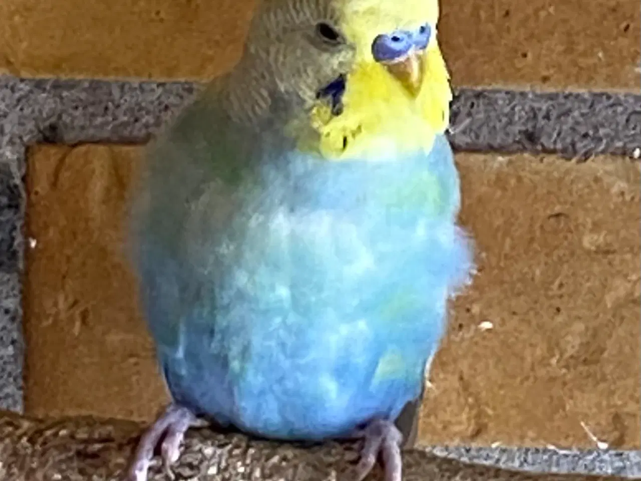 Billede 2 - Unge undulater