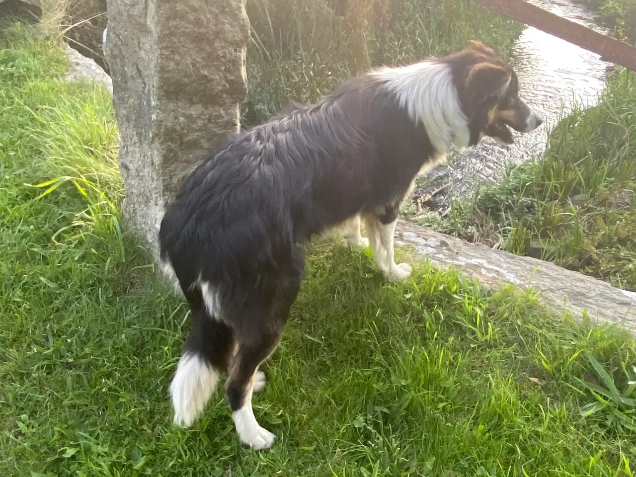 Billede 13 - Border collie dreng