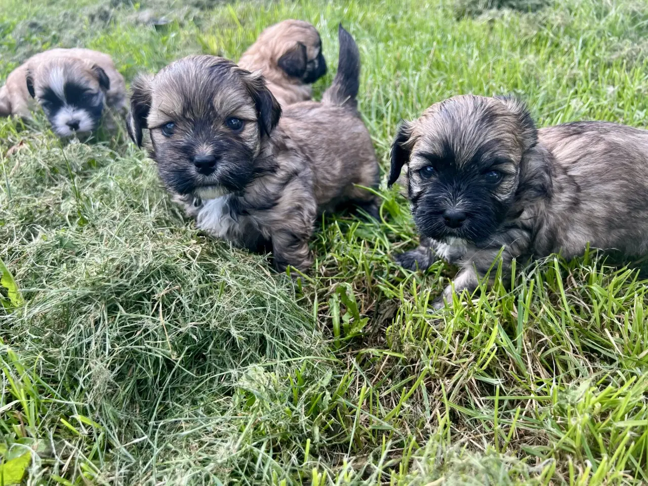 Billede 2 - Allergivenlige blandingshvalpe Pudel / Shih Tzu