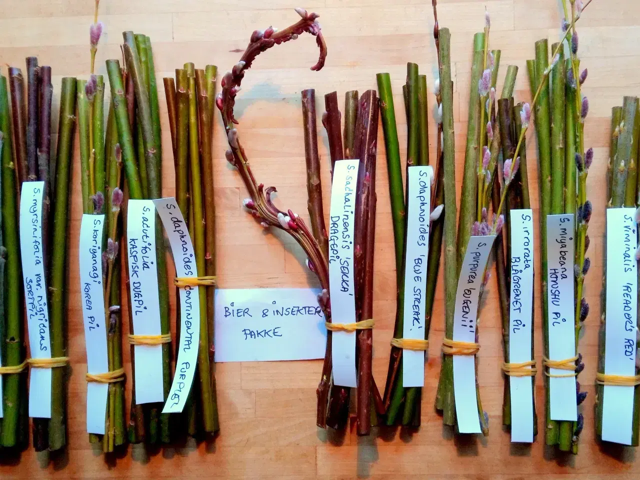 Billede 1 - Pilestiklige pakke til bier/insekter 2026