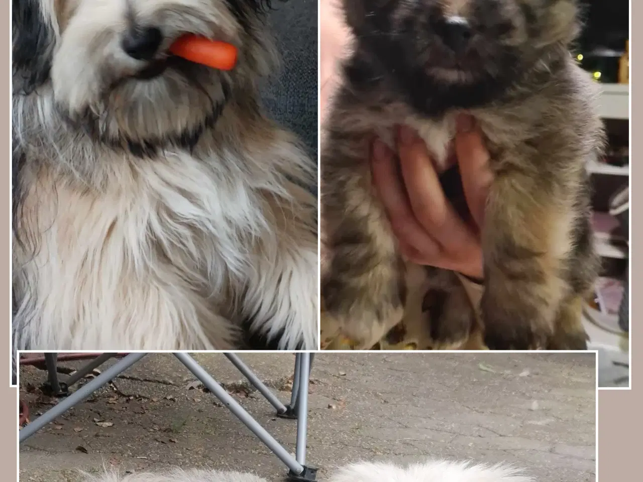 Billede 10 - 2 små prinsesser søger nye madskåle