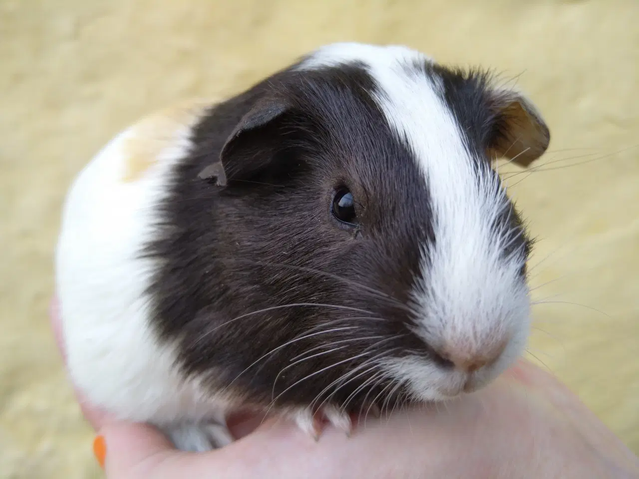 Billede 4 - 2 søstre, glathårede 